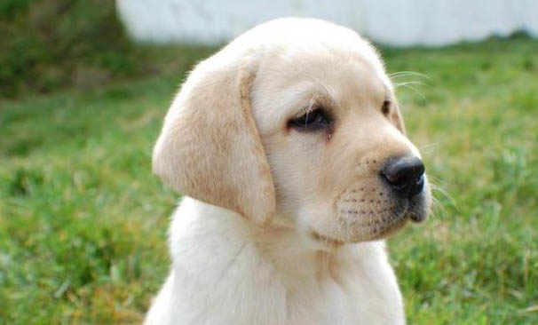 公犬發(fā)情期大概持續(xù)多久呢?