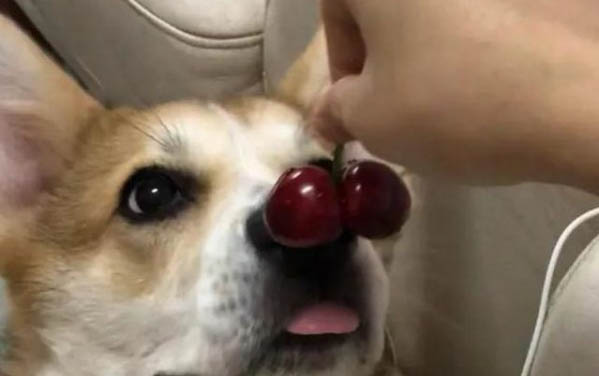 卵磷脂狗狗多大可以吃