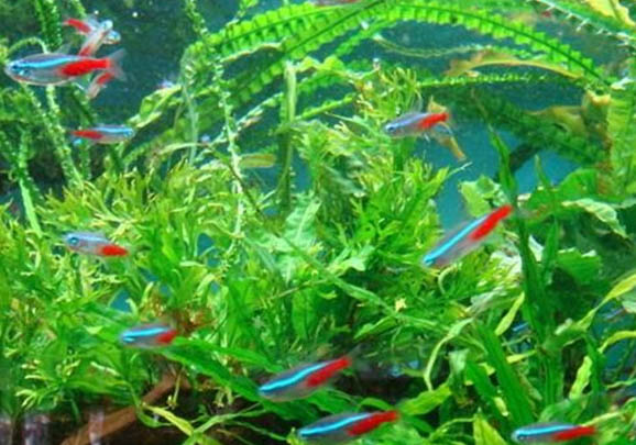 紅綠燈魚餓不死