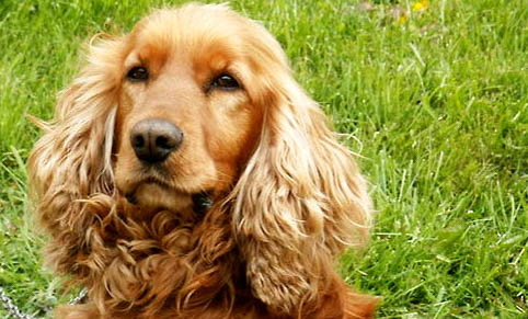 黑色可卡犬犬多少錢一只