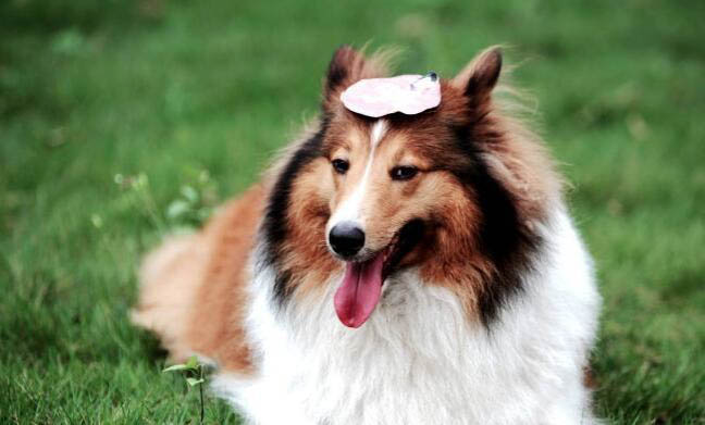 狗狗攜帶狂犬病毒能活多久