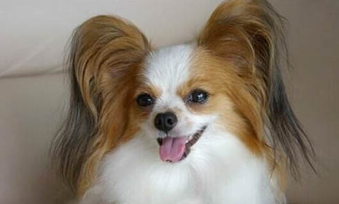 蝴蝶犬多少錢一只純種