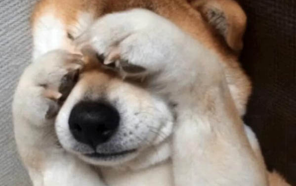 狗狗總是伸懶腰嘔吐發(fā)抖