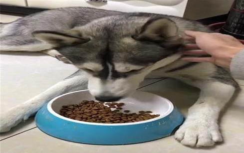 哈士奇可以吃肉嗎