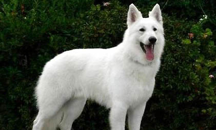 喜樂蒂牧羊犬的優缺點有哪些