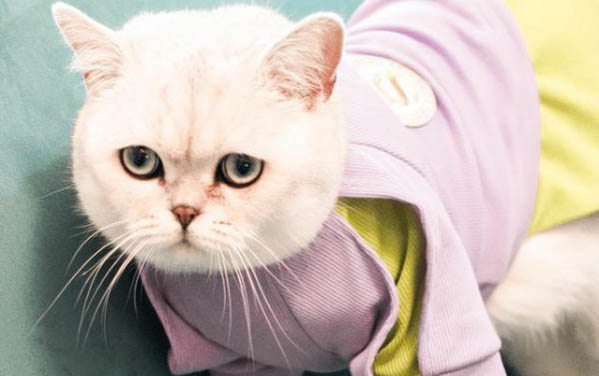 貓咪維生素片需要每天吃嗎