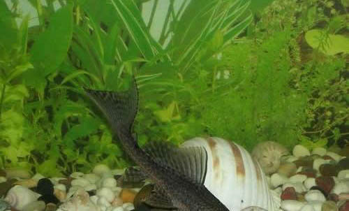 怎樣才能使清道夫不吸魚？