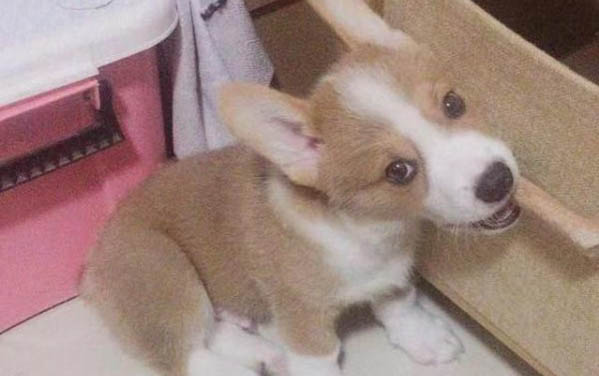 狗狗腸胃炎喝慶大霉素管用嗎