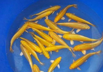 錦鯉魚身上有白色絮狀物物質