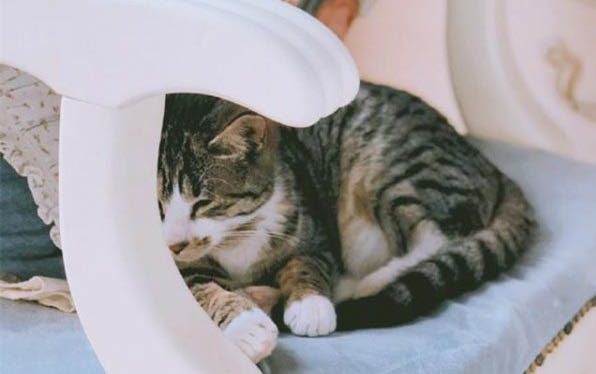 小貓鼻子不通氣小妙招