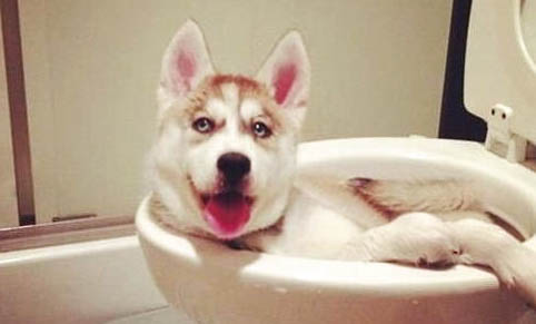 怎么改善狗狗臍疝?