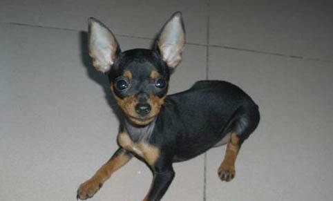 吉娃娃多久洗一次澡最好