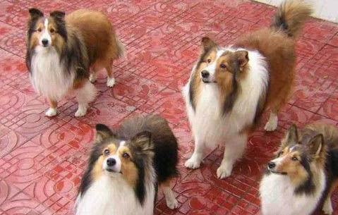 喜樂蒂牧羊犬突然不愛吃東西的原因是什么
