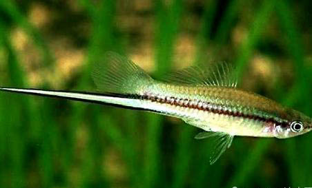 羅漢魚會咬清道夫嗎