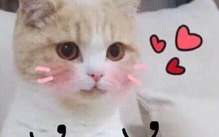 貓咪噴殺蟲劑多久能完