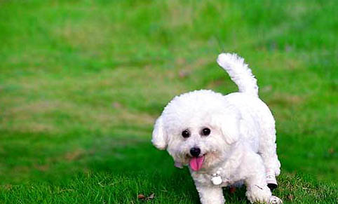 14種狗狗不能吃的食物