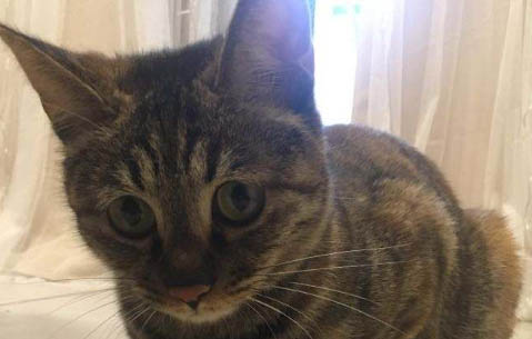 成貓會用貓砂突然亂拉屎什么原因