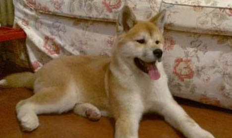 秋田犬和柴犬哪個好養