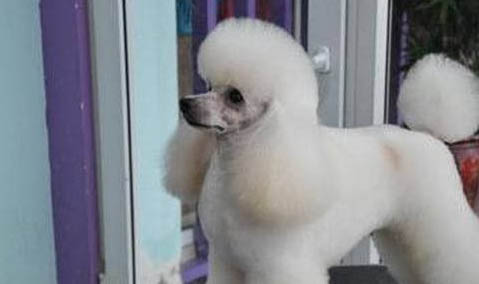 如何看貴賓犬的年齡