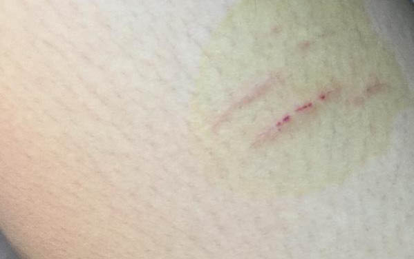 貓的種類有哪些？