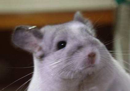 龍貓產(chǎn)后多久可以合籠?