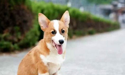 柯基和柴犬哪個好養?