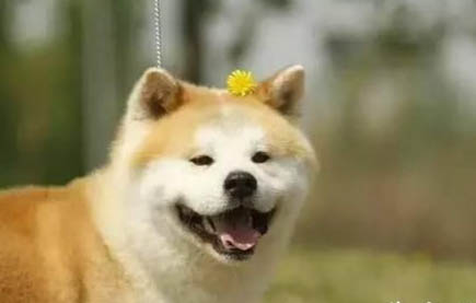 日本柴犬有狂犬病毒能活多久