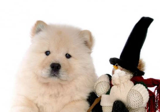 熊獅犬和松獅犬哪個好