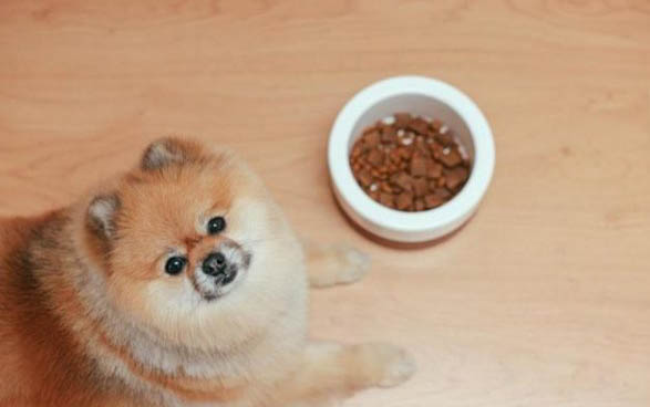 狗狗一套疫苗多少錢啊?