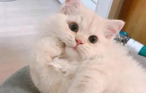 貓瘟治愈后多久可以和別的貓接觸