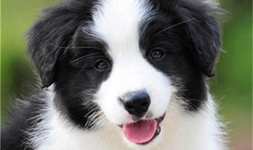 中亞牧羊犬打嗝是怎么回事