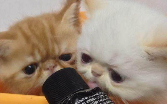 養美國短毛貓有哪些注意事項