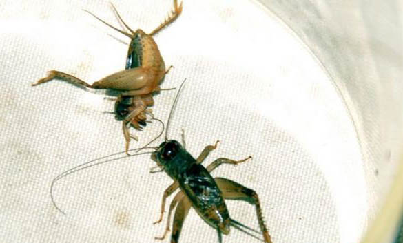 蟋蟀和蟈蟈的區(qū)別