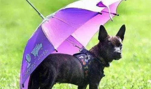 怎么防止狗狗得細小和犬瘟