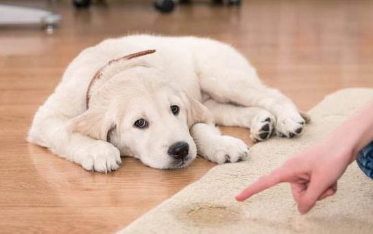 狗狗絕育好嗎?狗絕育手術的利與弊