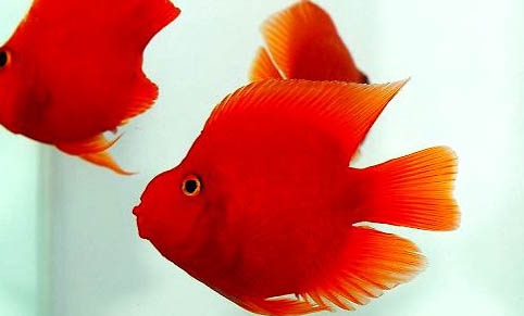 公母接吻魚能混養嗎