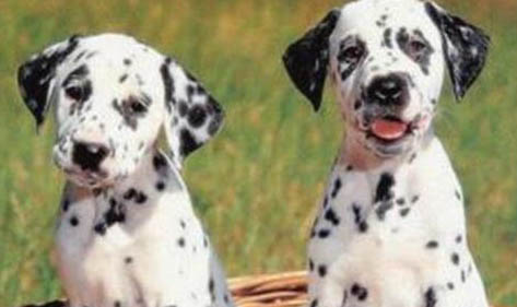 斑點(diǎn)狗喂養(yǎng)注意要點(diǎn)