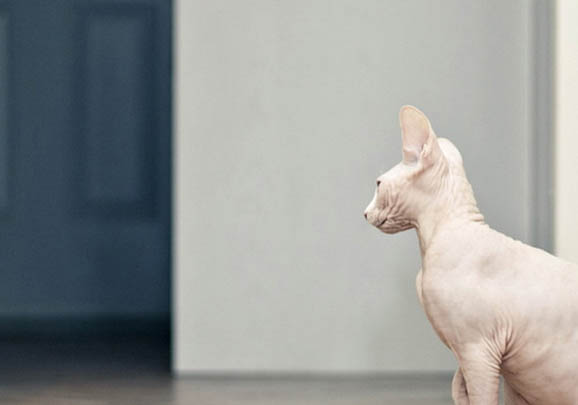 加拿大無毛貓脫毛很嚴重的原因及處理方法