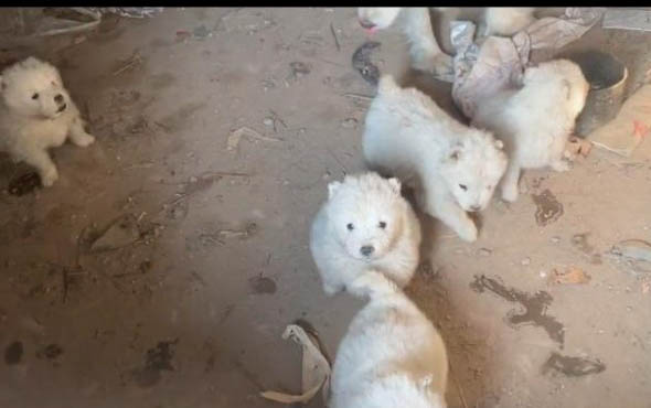 犬瘟第幾天是最危險的時候