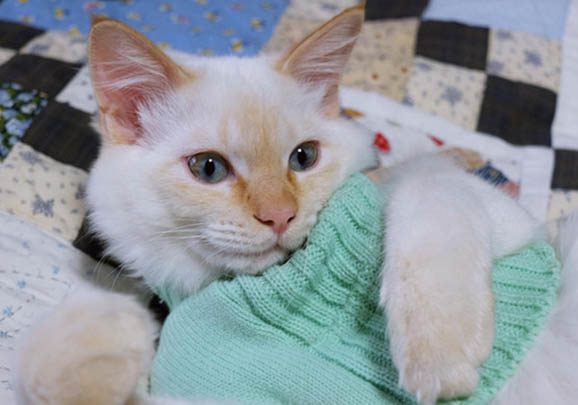 異國短毛貓好養嗎