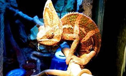 我的高冠變色龍一碰就害怕