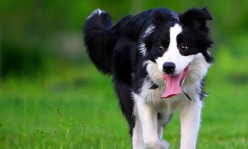 邊境牧羊犬的訓練方法有哪些