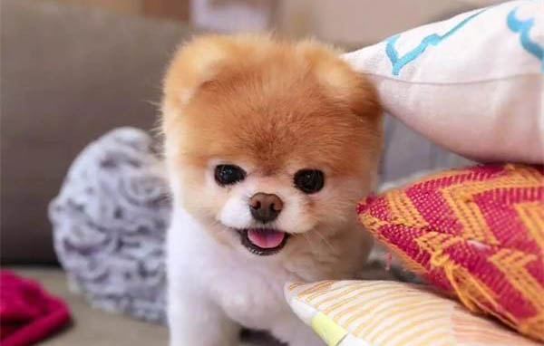 腸胃不好的狗狗應該給吃什么