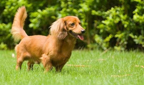 臘腸犬的性格外貌特征