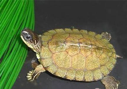 油彩木紋龜為什么沒人養(yǎng)