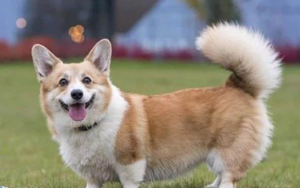 柯基幼犬放籠子叫不停的原因及解決辦法