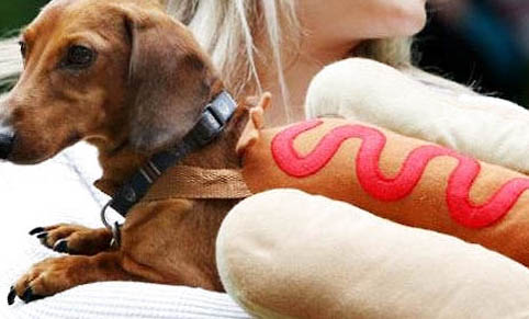 臘腸犬的智商排名第幾位