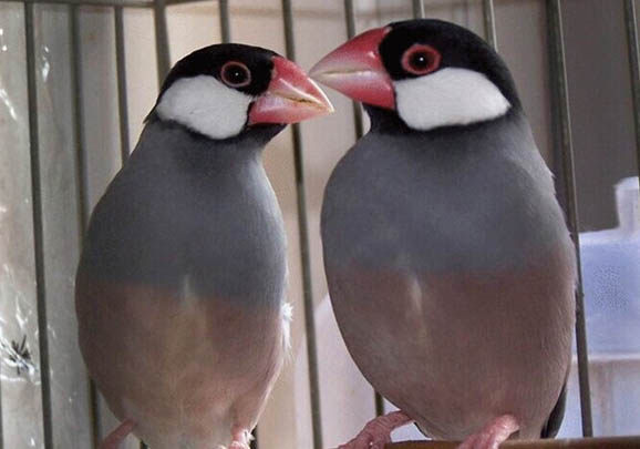 白文鳥如何飼養