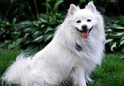 美國的愛斯基摩犬多少錢