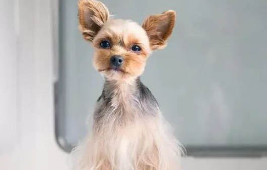 約克夏認(rèn)主人的表現(xiàn)有哪些